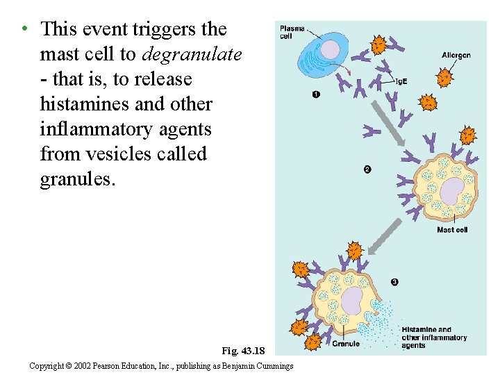  • This event triggers the mast cell to degranulate - that is, to