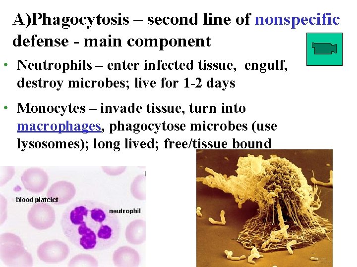 A)Phagocytosis – second line of nonspecific defense - main component • Neutrophils – enter