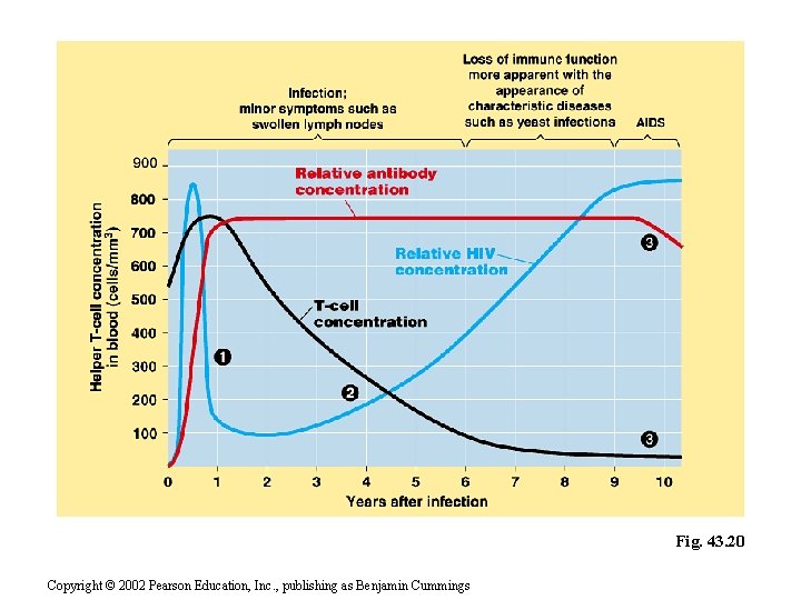 Fig. 43. 20 Copyright © 2002 Pearson Education, Inc. , publishing as Benjamin Cummings