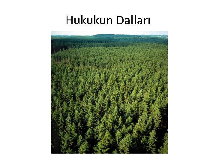 Hukukun Dalları 