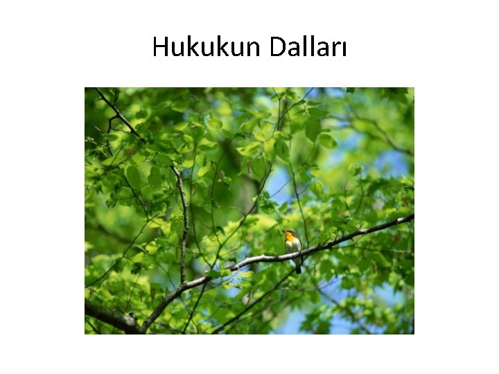 Hukukun Dalları 