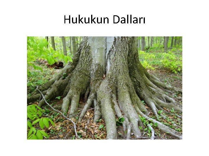 Hukukun Dalları 