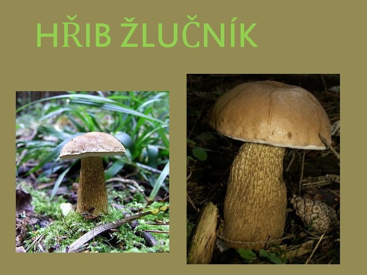 HŘIB ŽLUČNÍK 