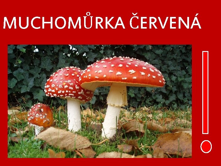 MUCHOMŮRKA ČERVENÁ 