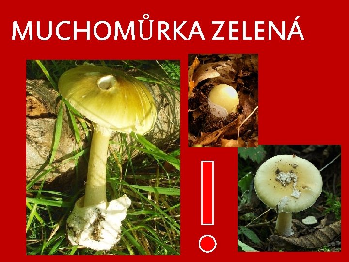 MUCHOMŮRKA ZELENÁ 