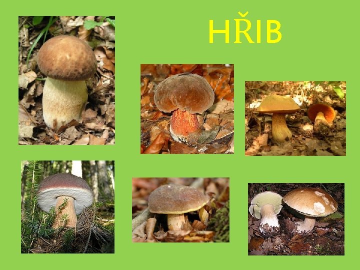 HŘIB 