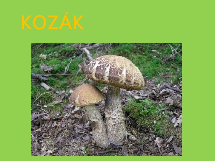 KOZÁK 