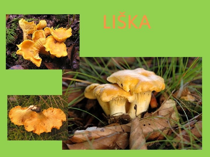 LIŠKA 