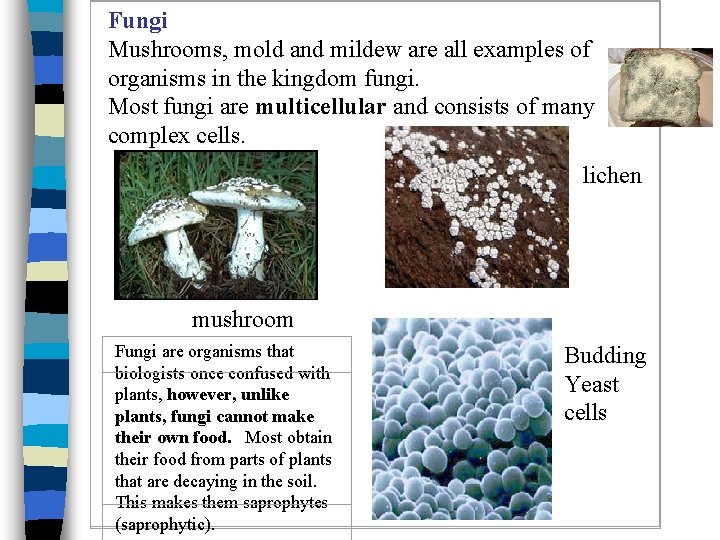 Fungi Mushrooms, mold and mildew are all examples of organisms in the kingdom fungi.