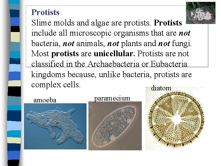 Protists Slime molds and algae are protists. Protists include all microscopic organisms that are
