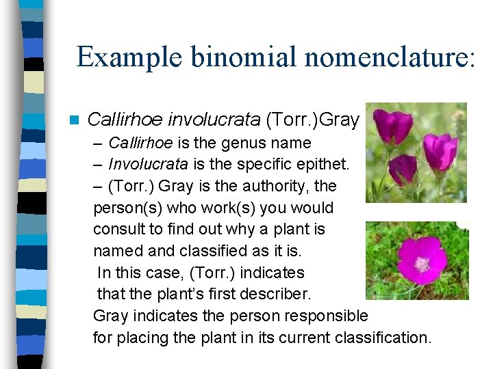  Example binomial nomenclature: n Callirhoe involucrata (Torr. )Gray – Callirhoe is the genus
