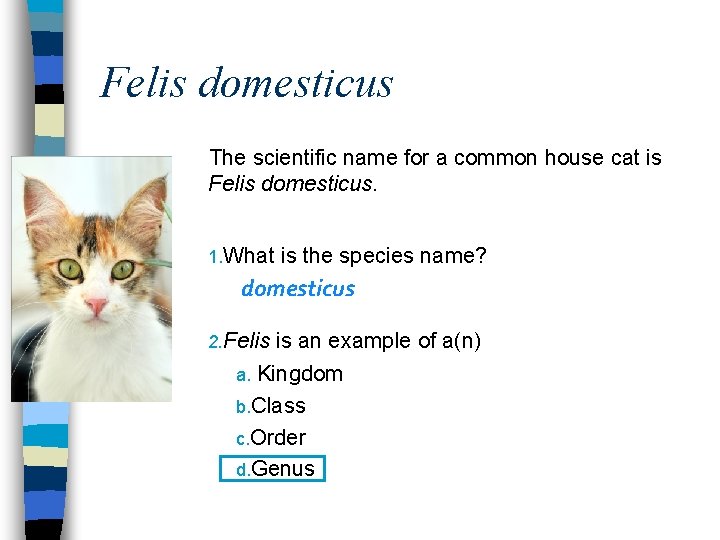 Felis domesticus The scientific name for a common house cat is Felis domesticus. 1.