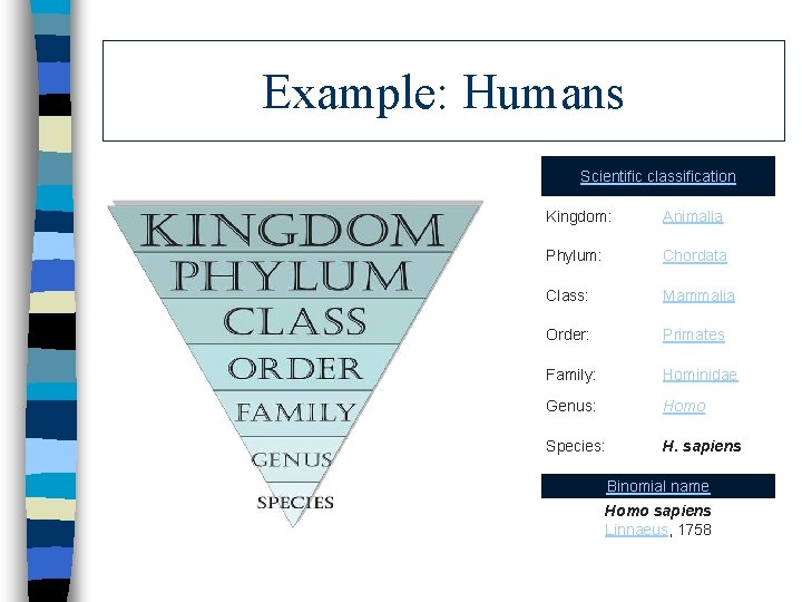 Example: Humans Scientific classification Kingdom: Animalia Phylum: Chordata Class: Mammalia Order: Primates Family: Hominidae