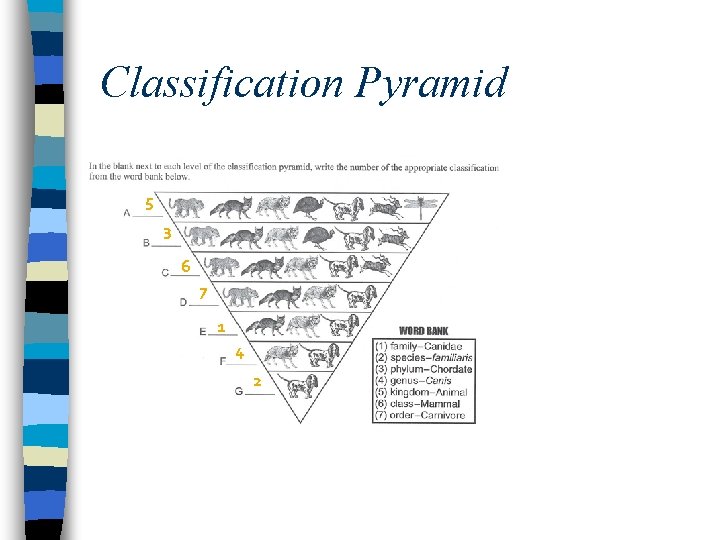 Classification Pyramid 5 3 6 7 1 4 2 