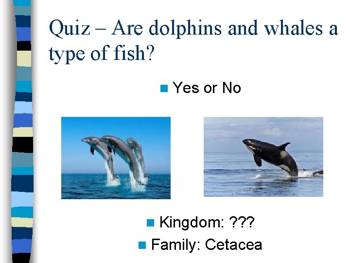 Quiz – Are dolphins and whales a type of fish? n Yes or No