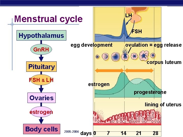 LH Menstrual cycle FSH Hypothalamus Gn. RH egg development ovulation = egg release corpus