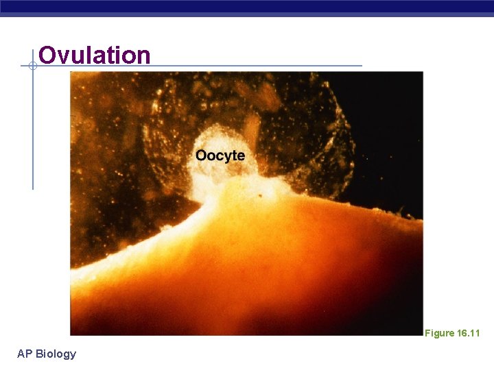 Ovulation Figure 16. 11 AP Biology 