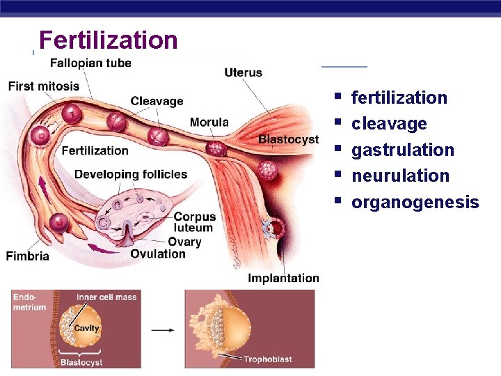 Fertilization § § § AP Biology fertilization cleavage gastrulation neurulation organogenesis 