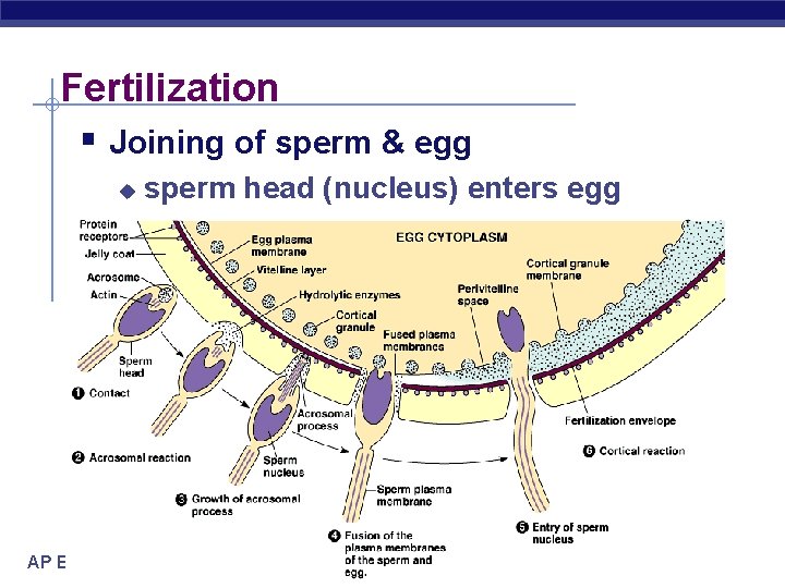 Fertilization § Joining of sperm & egg u AP Biology sperm head (nucleus) enters