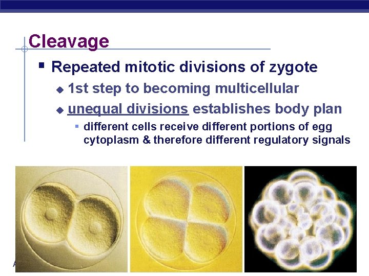 Cleavage § Repeated mitotic divisions of zygote 1 st step to becoming multicellular u