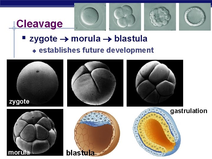 Cleavage § zygote morula blastula u establishes future development zygote gastrulation AP Biology morula