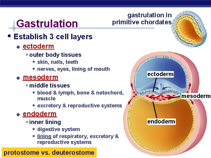 Gastrulation gastrulation in primitive chordates § Establish 3 cell layers u ectoderm § outer