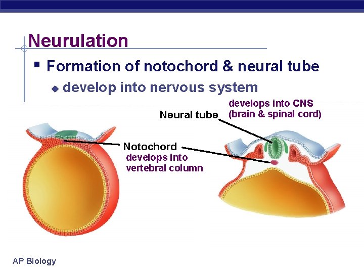 Neurulation § Formation of notochord & neural tube u develop into nervous system Neural