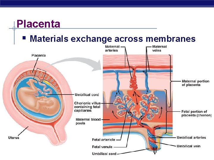 Placenta § Materials exchange across membranes AP Biology 