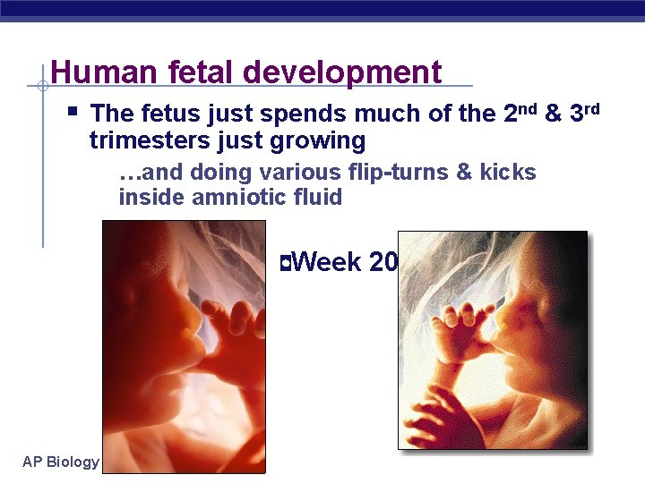 Human fetal development § The fetus just spends much of the 2 nd &