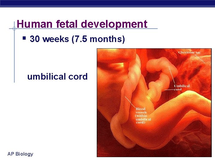 Human fetal development § 30 weeks (7. 5 months) umbilical cord AP Biology 