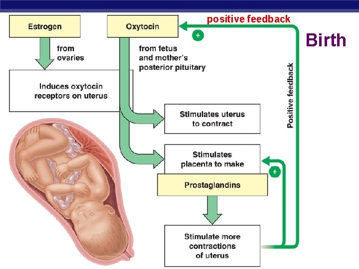 positive feedback Birth AP Biology 