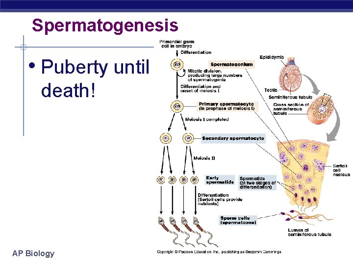 Spermatogenesis • Puberty until death! AP Biology 