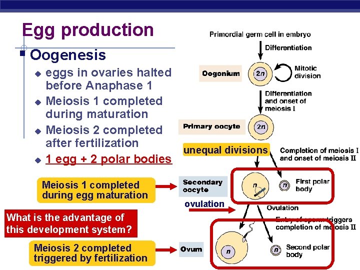 Egg production § Oogenesis u u eggs in ovaries halted before Anaphase 1 Meiosis