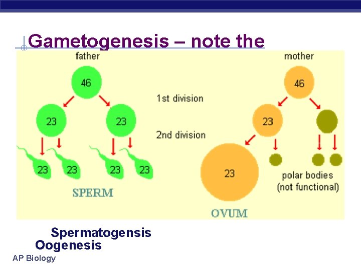 Gametogenesis – note the differences Spermatogensis Oogenesis AP Biology 