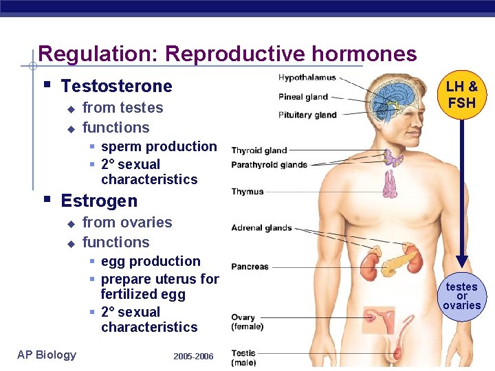 Regulation: Reproductive hormones § Testosterone u u from testes functions LH & FSH §