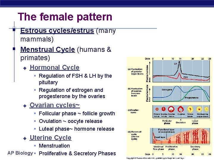 The female pattern § Estrous cycles/estrus (many § mammals) Menstrual Cycle (humans & primates)