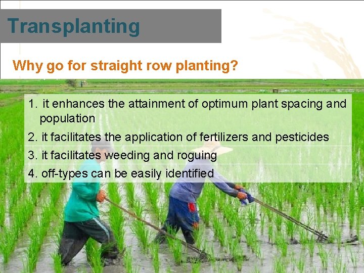 Transplanting Why go for straight row planting? 1. it enhances the attainment of optimum