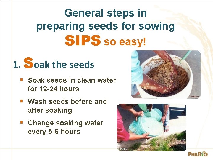 General steps in preparing seeds for sowing SIPS so easy! 1. Soak the seeds