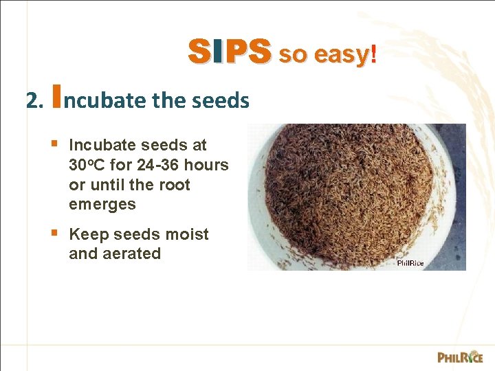 SIPS so easy! 2. Incubate the seeds § Incubate seeds at 30 o. C