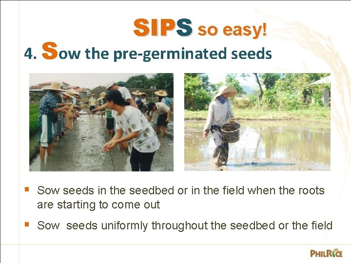 SIPS so easy! 4. Sow the pre-germinated seeds § Sow seeds in the seedbed