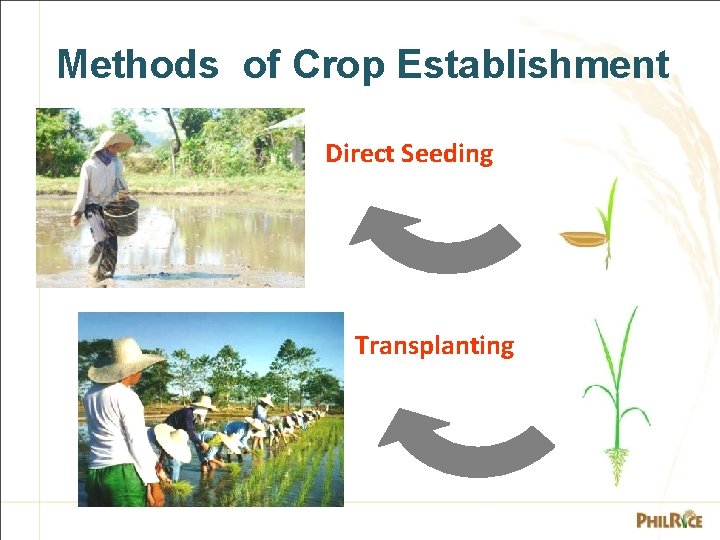 Methods of Crop Establishment Direct Seeding Transplanting 