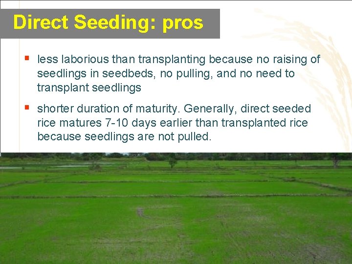 Direct Seeding: pros § less laborious than transplanting because no raising of seedlings in
