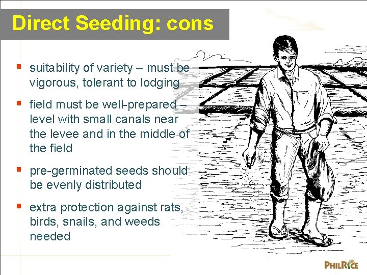 Direct Seeding: cons § suitability of variety – must be vigorous, tolerant to lodging