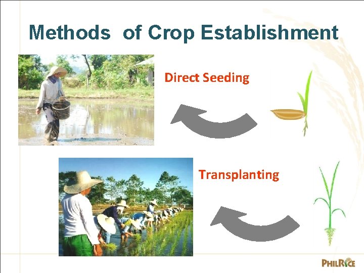 Methods of Crop Establishment Direct Seeding Transplanting 