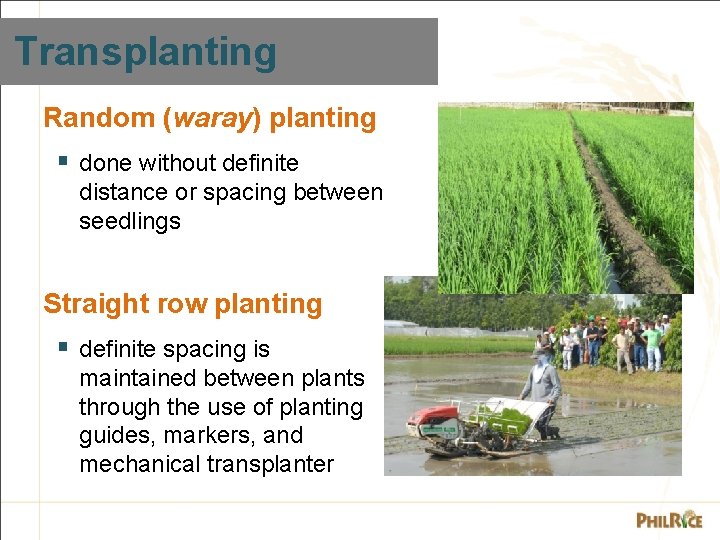 Transplanting Random (waray) planting § done without definite distance or spacing between seedlings Straight