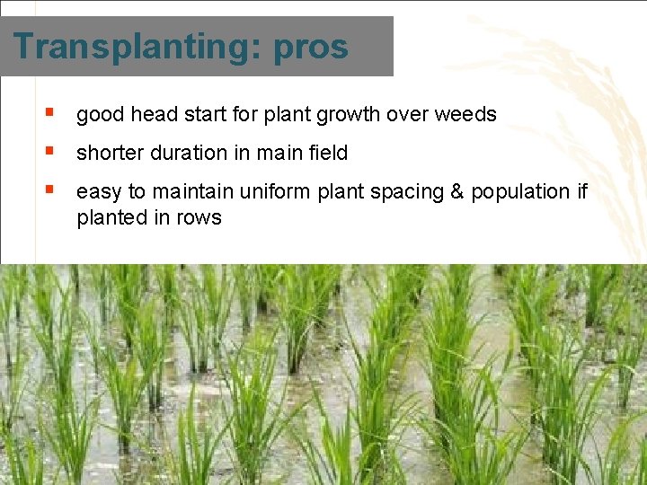 Transplanting: pros § good head start for plant growth over weeds § shorter duration