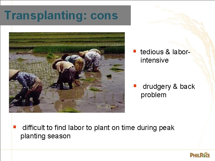 Transplanting: cons § tedious & laborintensive § drudgery & back problem § difficult to