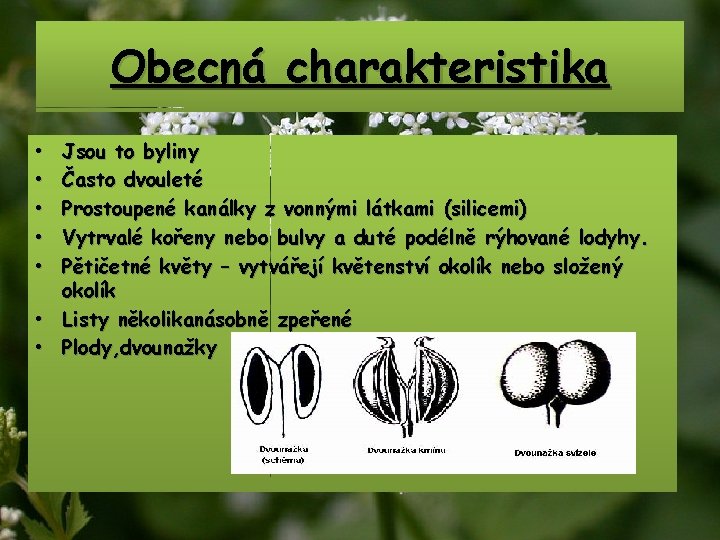Obecná charakteristika Jsou to byliny Často dvouleté Prostoupené kanálky z vonnými látkami (silicemi) Vytrvalé