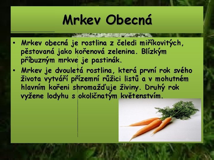 Mrkev Obecná • Mrkev obecná je rostlina z čeledi miříkovitých, pěstovaná jako kořenová zelenina.