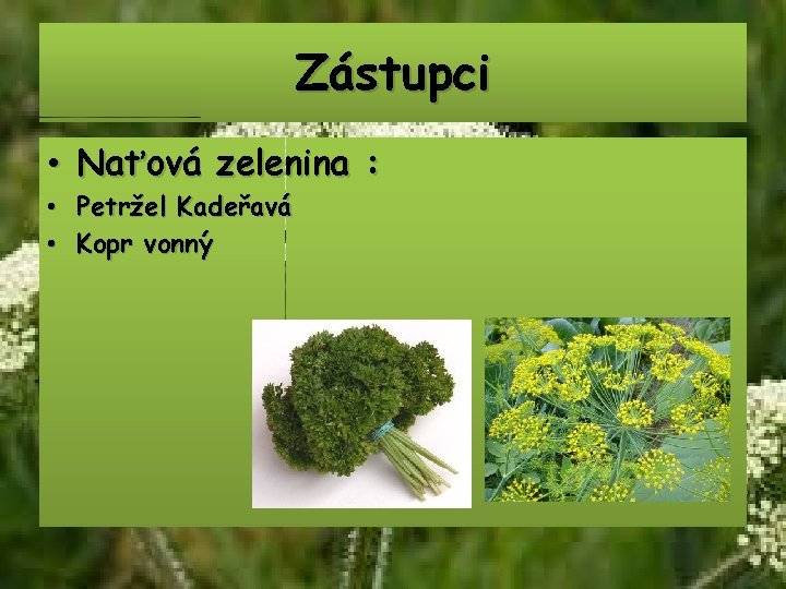 Zástupci • Naťová zelenina : • Petržel Kadeřavá • Kopr vonný 